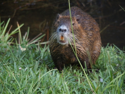 [The nutria stands in the grass facing the camera. Its hind end is bigger than its front end. White whiskers extend from the nose which provides contrast to its colored front teeth which stick out from its mouth.]